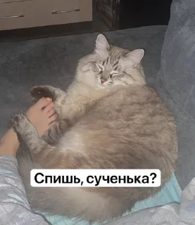 Sticker from Жирочек пирожочек