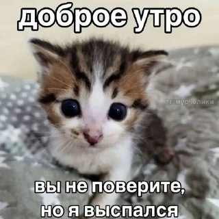 🥳 emoji котональное вторжение члена 2 Telegram sticker 9 of 51
