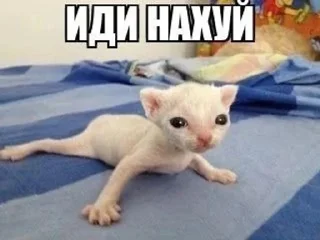 🖕 emoji котональное вторжение члена 2 Telegram sticker 23 of 51