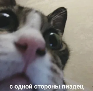 😨 emoji котональное вторжение члена 2 Telegram sticker 8 of 51