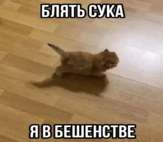 Sticker from котональное вторжение члена @freedom_for_animals