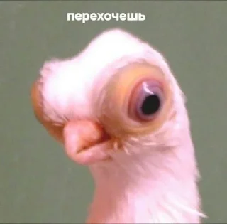 сучьи нужности sticker 3