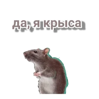 Sticker from ROMANCE CLUB by @sstickerrs