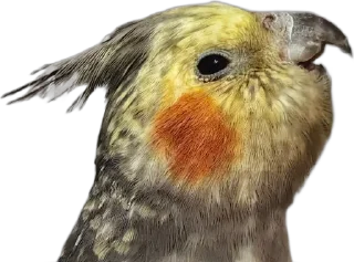 🌟 emoji Мои друзья Telegram sticker 23 of 48