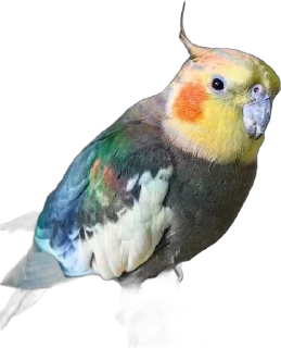 🌟 emoji Мои друзья Telegram sticker 5 of 48