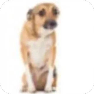 🫥 emoji Лавки на гавкали  by @stqrapp Telegram sticker 11 of 38