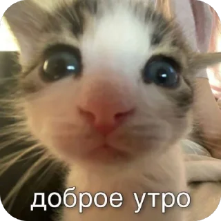 🫥 emoji Лавки на гавкали  by @stqrapp Telegram sticker 4 of 38