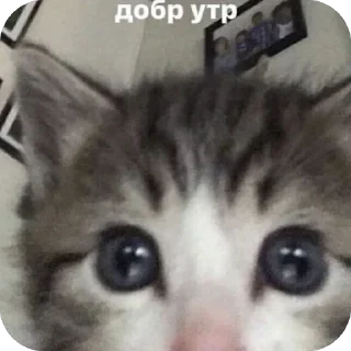 🫥 emoji Лавки на гавкали  by @stqrapp Telegram sticker 6 of 38