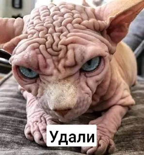 Чинича✨ sticker 3