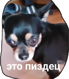 Sticker from Пошли нахуй твари ебаные