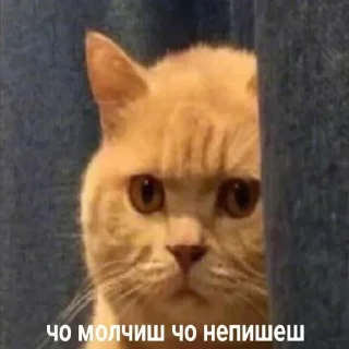 😿 emoji анальний дефибрилятор 3000 Telegram sticker 15 of 71