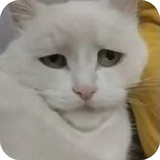 🐱 emoji Гитлер мамант @Tgthemesrobot Telegram sticker 3 of 10