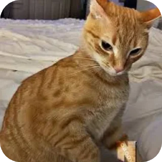 🐱 emoji Гитлер мамант @Tgthemesrobot Telegram sticker 2 of 10