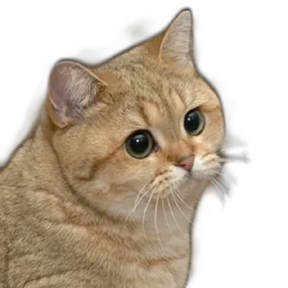 Sticker from Котеки