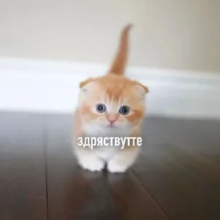 Sticker from Котеки