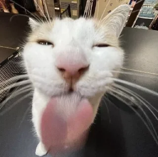 Sticker from Котеки