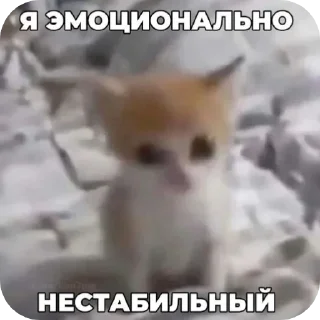 Sticker from КОТЕКИ