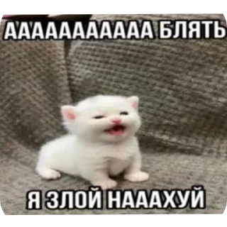 Sticker from КОТЕКИ