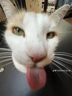 Sticker from Котеки