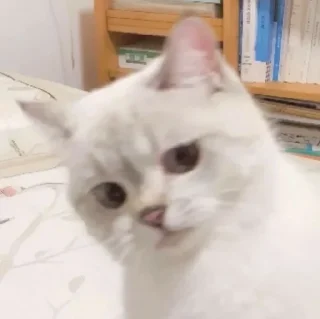 Sticker from Котеки