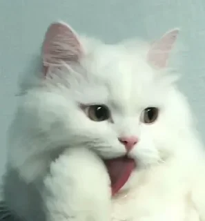 Sticker from Котеки
