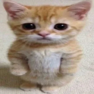 🌟 emoji Мой тг @TTperggow Telegram sticker 5 of 15