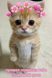 💗 emoji !!💗 Telegram sticker 15 of 120