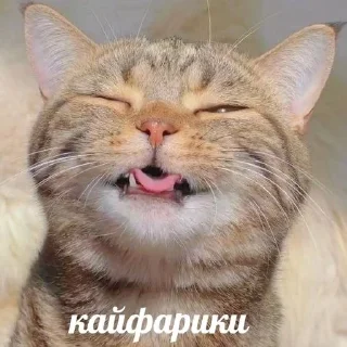 Sticker from кiт