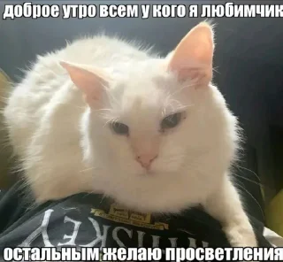 🤩 emoji Чᴀᴛиᴋ ʍᴀɸии @TgEmodziBot Telegram sticker 19 of 32