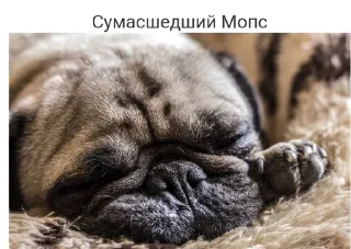 Sticker from Мопсики смешные by @RiVVanchik