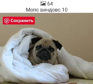 Sticker from Мопсики смешные by @RiVVanchik