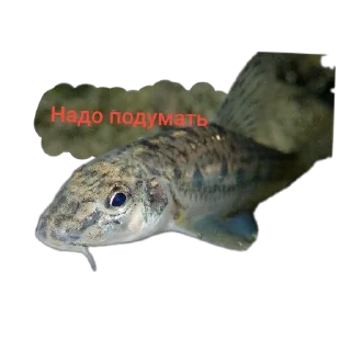 😮 emoji 🐟 рыбки 🐟 @StickersPackRobot Telegram sticker 22 of 55