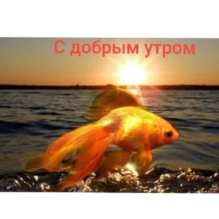 🫣 emoji 🐟 рыбки 🐟 @StickersPackRobot Telegram sticker 16 of 55