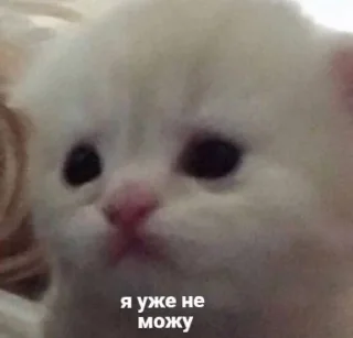 🌟 emoji котики і все інше Telegram sticker 16 of 77
