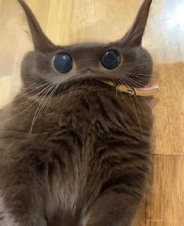🌟 emoji котики і все інше Telegram sticker 7 of 77