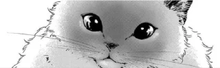 🐱 emoji Shikke как смысл жизни Telegram sticker 20 of 49