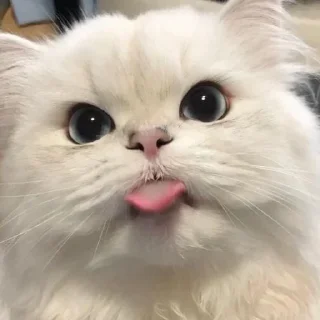 ☺️ emoji котики Telegram sticker 11 of 20