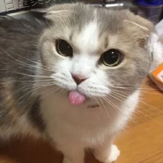 ☺️ emoji котики Telegram sticker 10 of 20