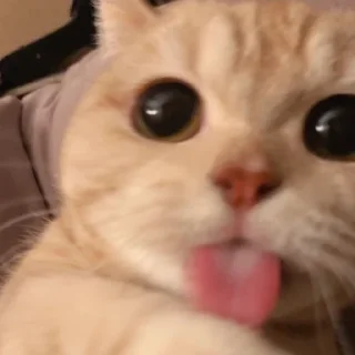 ☺️ emoji котики Telegram sticker 16 of 20