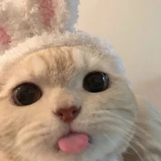 Sticker from котики