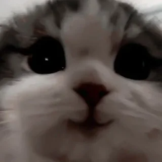 😊 emoji котики Telegram sticker 5 of 30