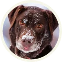 😯 emoji 🐾 Лабрадоры-шоколадки @lennysticker Telegram sticker 5 of 21