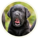 😳 emoji 🐾 Лабрадоры-шоколадки @lennysticker Telegram sticker 14 of 21