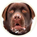 😯 emoji 🐾 Лабрадоры-шоколадки @lennysticker Telegram sticker 17 of 21