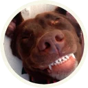 😊 emoji 🐾 Лабрадоры-шоколадки @lennysticker Telegram sticker 11 of 21