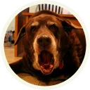 Sticker from 🐾 Лабрадоры-шоколадки @lennysticker