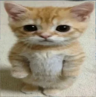 😣 emoji inst: kstask0🥺💞 Telegram sticker 2 of 33