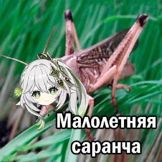 🪳 emoji гришка пишет Telegram sticker 20 of 29