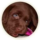 😒 emoji 🐾 Лабрадоры-шоколадки @lennysticker Telegram sticker 15 of 21