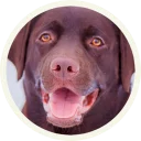 😐 emoji 🐾 Лабрадоры-шоколадки @lennysticker Telegram sticker 7 of 21